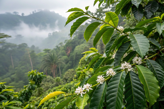 Coffee Regions of Papua New Guinea